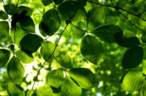 ISO 14001:2015 - Formação de Auditor Interno (Incluindo Interpretação dos Requisitos da Norma)