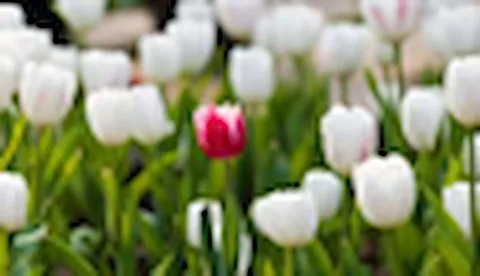 Are companies taking advantage of diversity & inclusion
