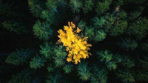 Yello tree in green forest