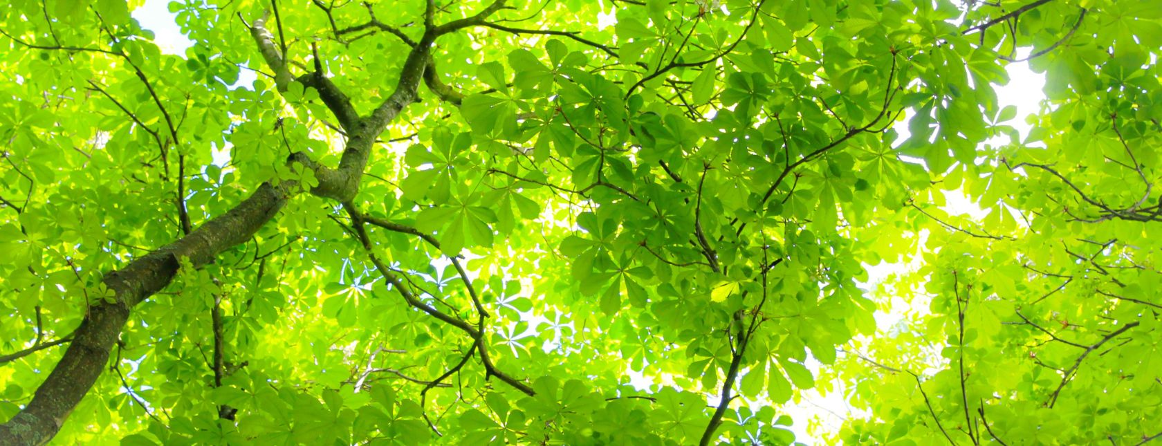 Prédio com paredes de vidro refletindo as árvores alinhadas