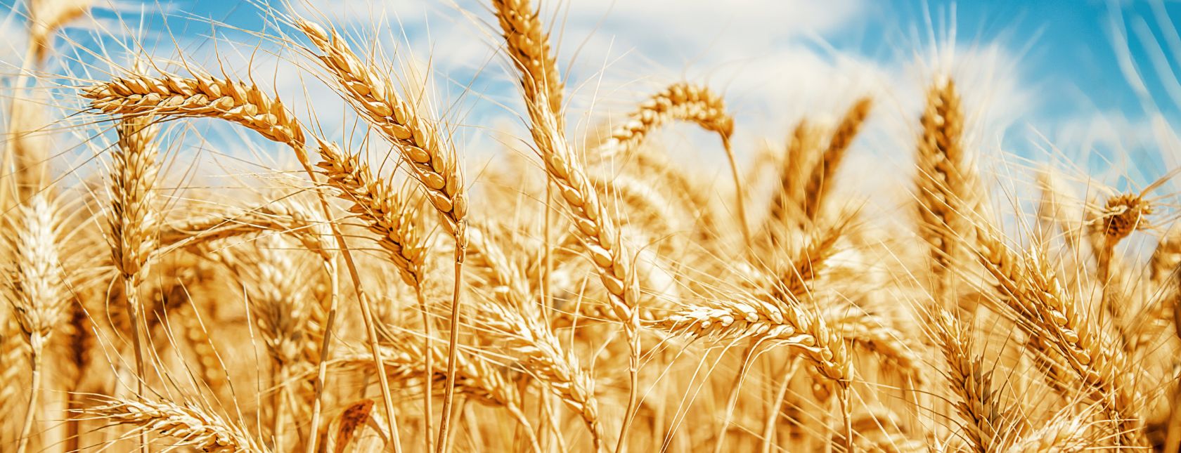 Segurança Alimentar Auditor BRCGS v9