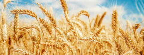 Campo de trigo dourado e céu azul.