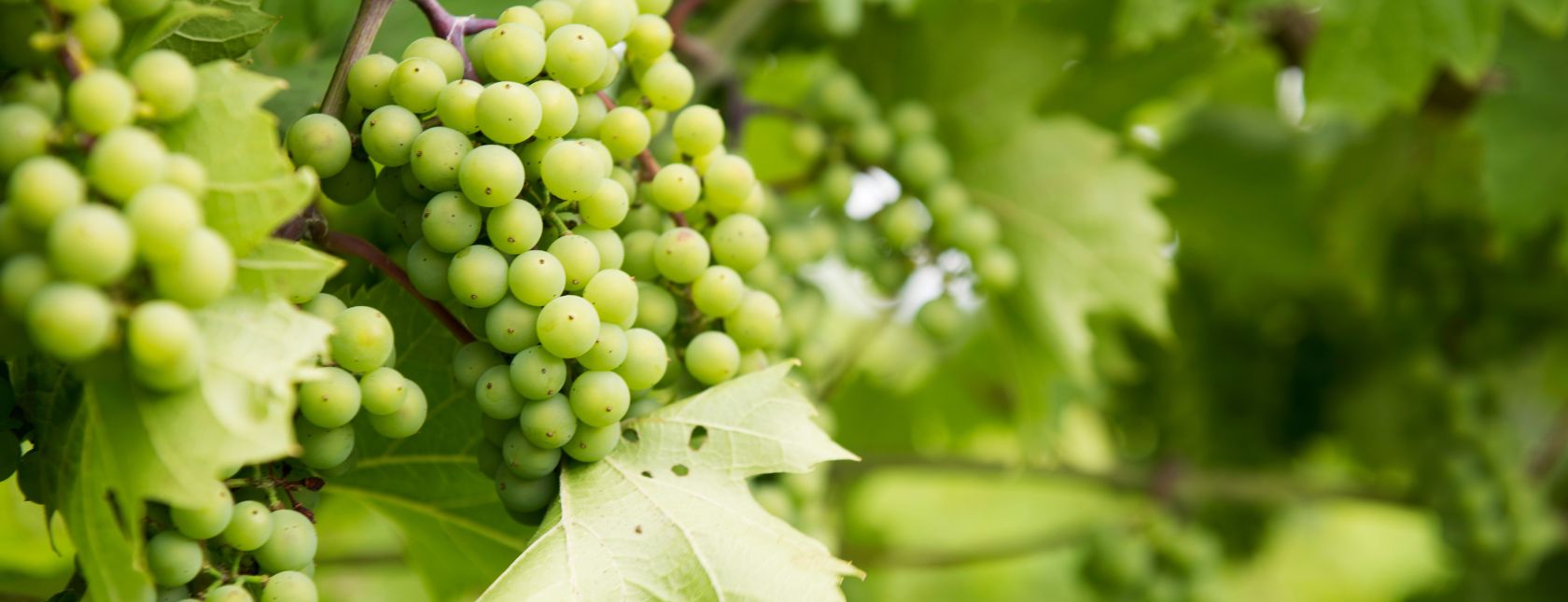 Segurança Alimentar BRCGS v9