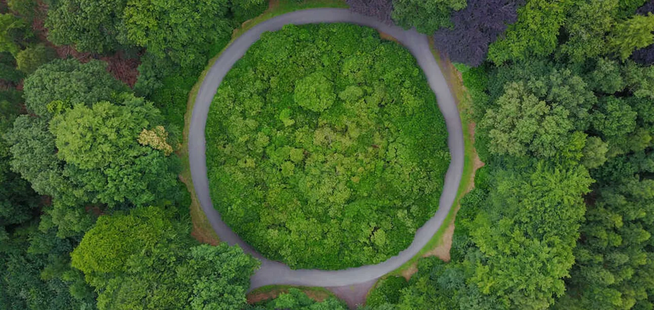 Circular road in a forest
