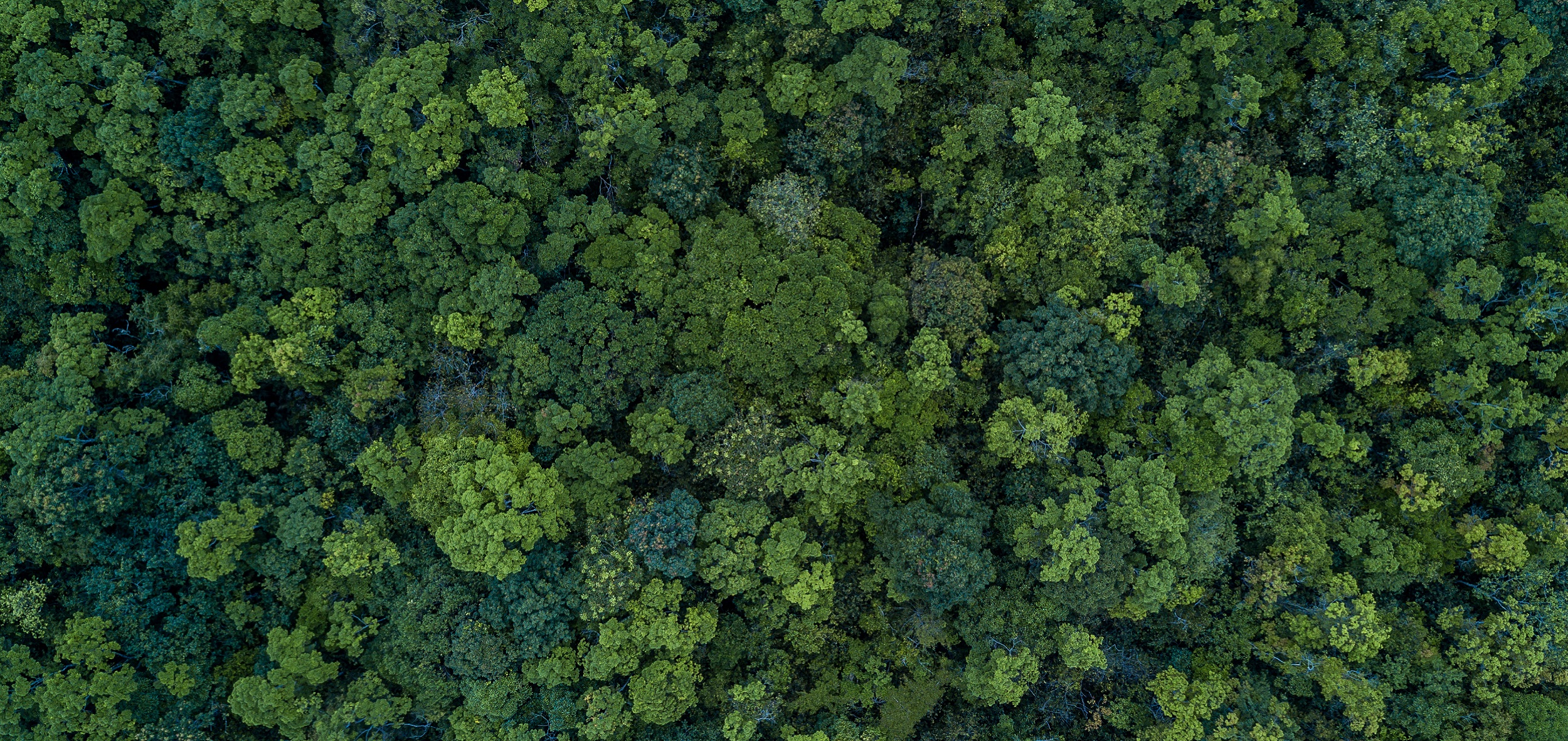 Sustentabilidade