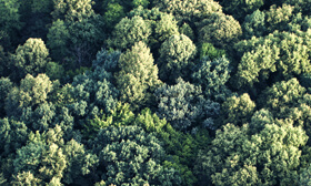 FSC® para Cadeia de Custódia