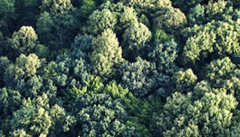 FSC® para Cadeia de Custódia