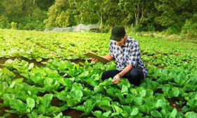 Gestão de Riscos Baseada nas ISO 31000:2018 e ISO 22000:2018 