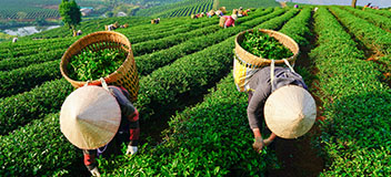 Diretrizes e referências de direitos humanos