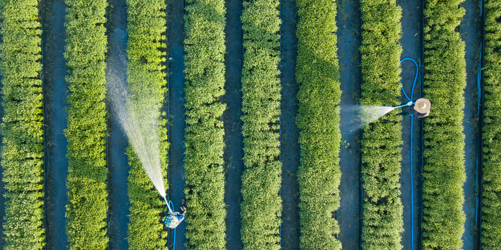 Relato de progresso de soja, cacau, gado, óleo de palma, madeira e outras commodities sensíveis em cadeias complexas