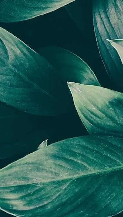 Folhas verdes